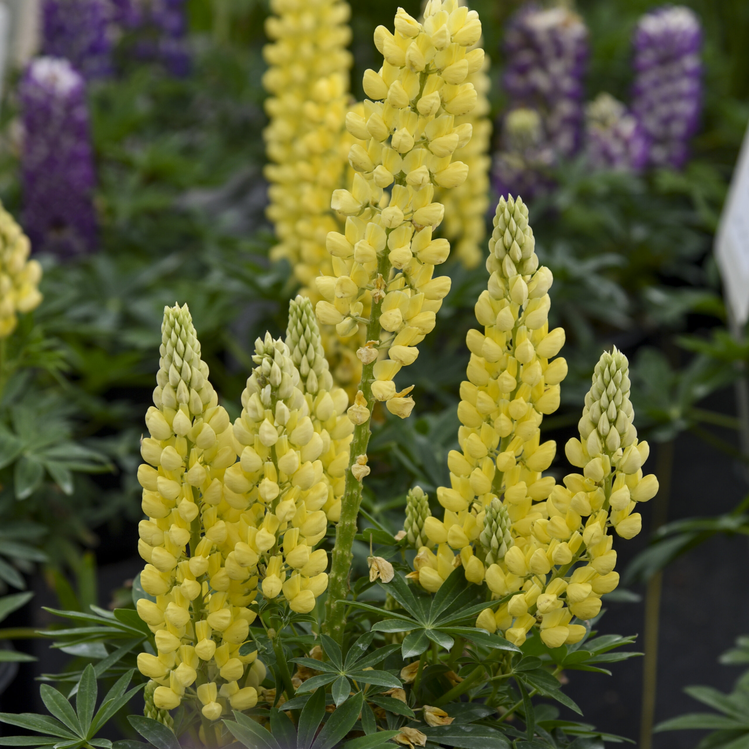 Lupine, Gallery Yellow