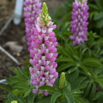 Lupine, Pink Bicolor