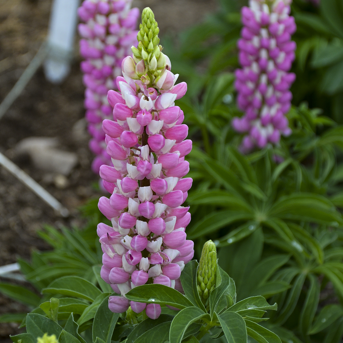 Lupine, Pink Bicolor