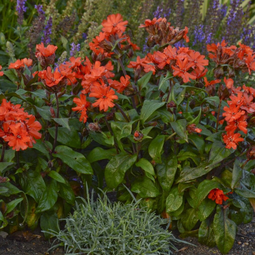 Lychnis, Orange Gnome