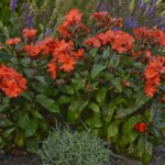 Lychnis, Orange Gnome