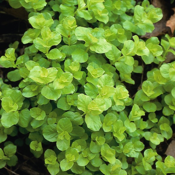 Creeping Jenny