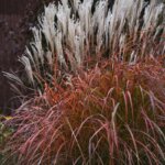 Grass, Maiden Fire Dragon