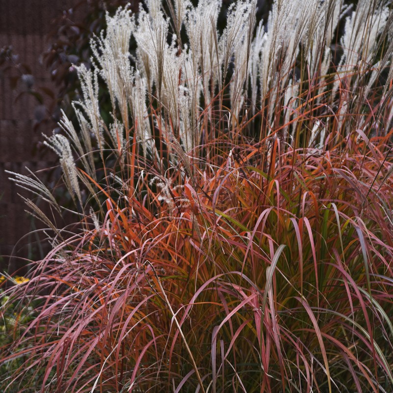 Grass, Maiden Fire Dragon