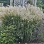 Grass, Maiden Huron Sunrise