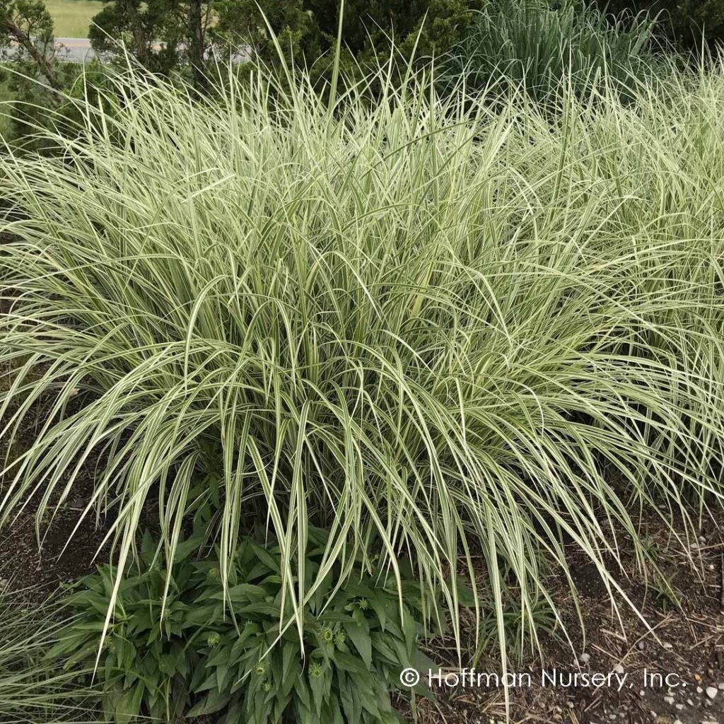 Grass, Maiden Variegated