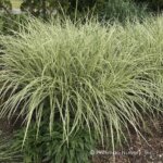 Grass, Maiden Variegated