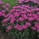 Beebalm, Neon Pink