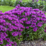 Beebalm, Electric Neon Purple
