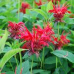 Bee Balm, Jacob Cline