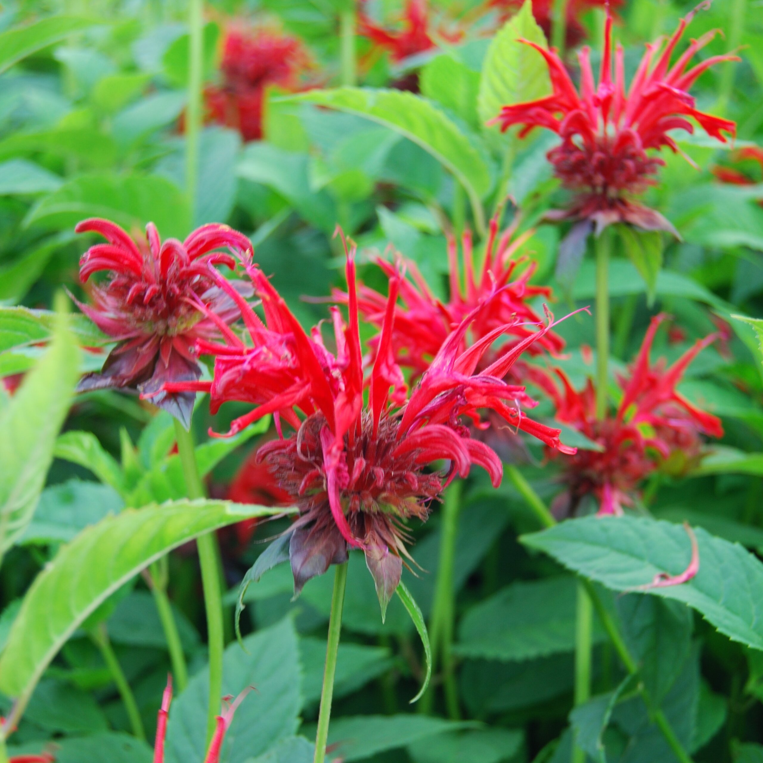 Bee Balm, Jacob Cline
