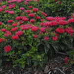 Beebalm, Pardon My Cerise