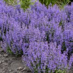 Catmint, Cat's Pajamas