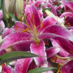 Lily, Oriental Stargazer