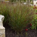 Grass, Switchgrass Cheyenne Sky