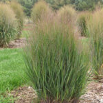 Grass, Switchgrass Half Pint
