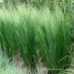 Grass, Switchgrass Northwind