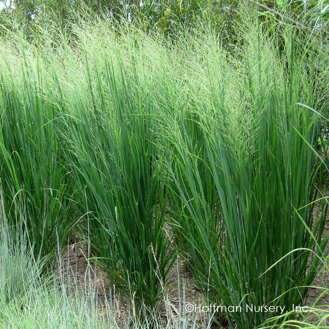 Grass, Switchgrass Northwind