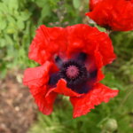 Poppy, Beauty of Livermere