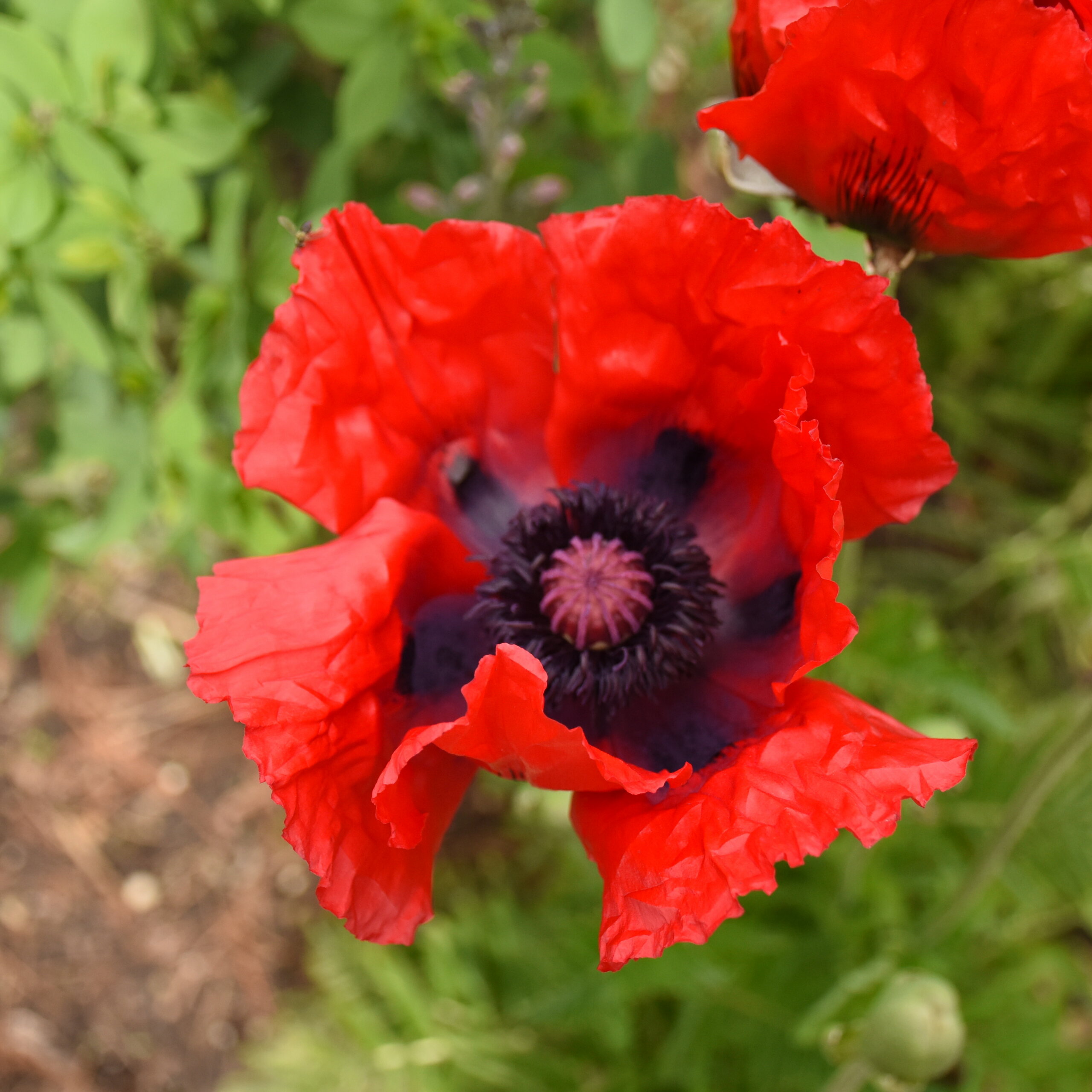 Poppy, Beauty of Livermere
