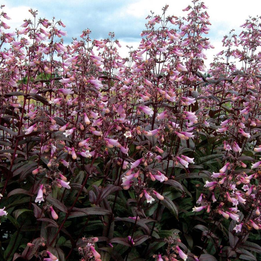Penstemon, Dark Towers