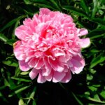 Peony, Dr. Alexander Fleming