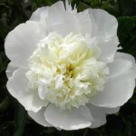 Peony, Duchesse de Nemours