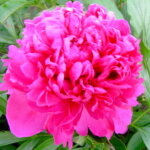 Peony, Felix Supreme