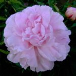 Peony, Minuet
