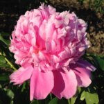 Peony, Monsieur Jules Elie