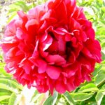 Peony, President Roosevelt