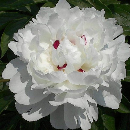 Peony, Shirley Temple