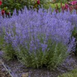 Russian Sage, Denim 'n Lace