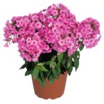 Phlox, Flame Pink