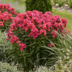 Phlox, Sunset Coral