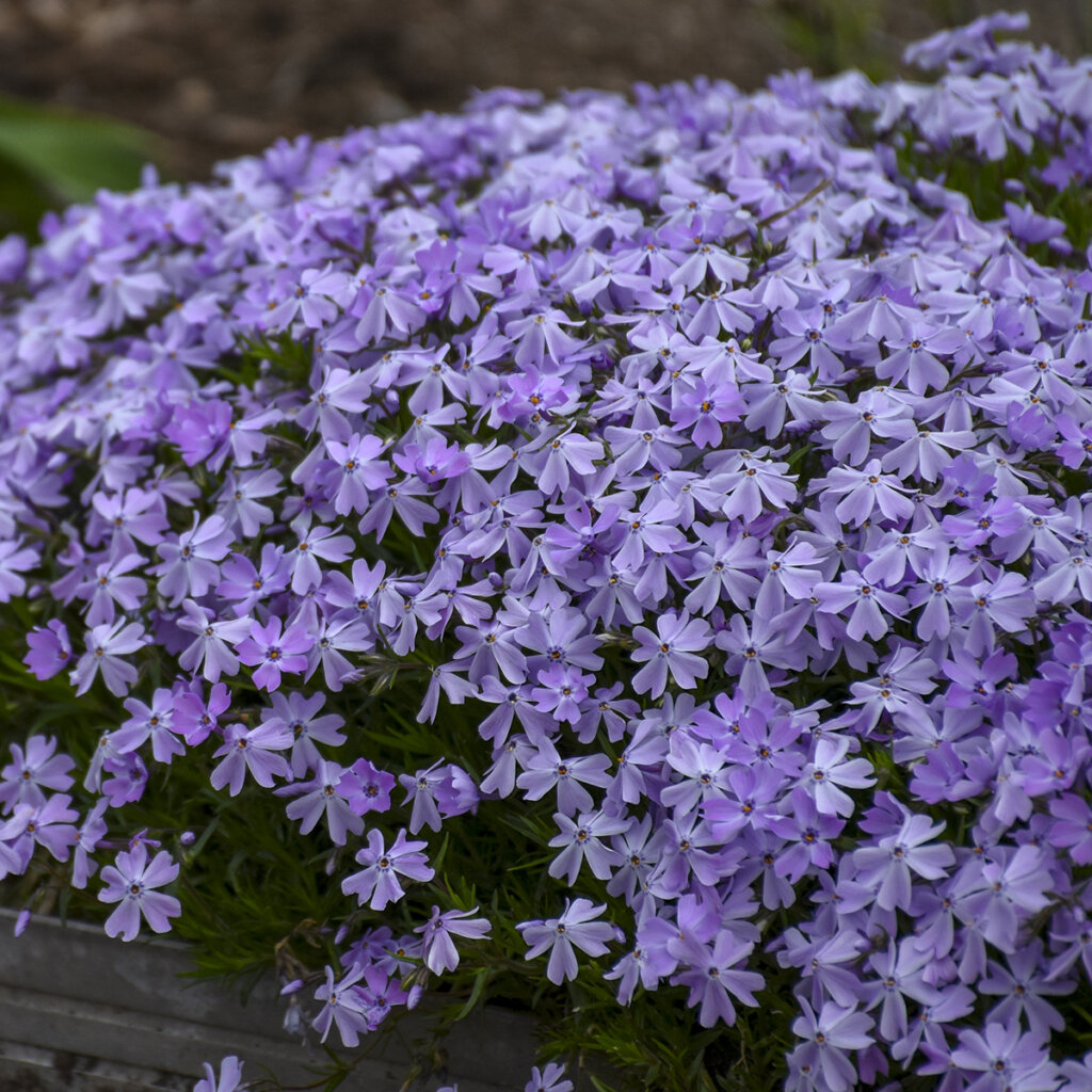 Phlox, Creeping Blue Emerald
