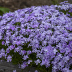 Phlox, Creeping Blue Emerald