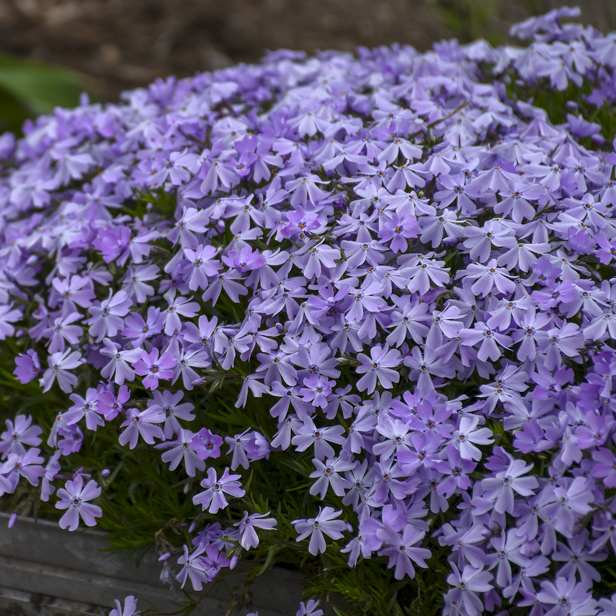 Phlox, Creeping Blue Emerald