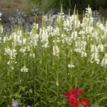 Obedient Plant, Miss Manners