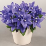 Balloon Flower, Pop Star Blue