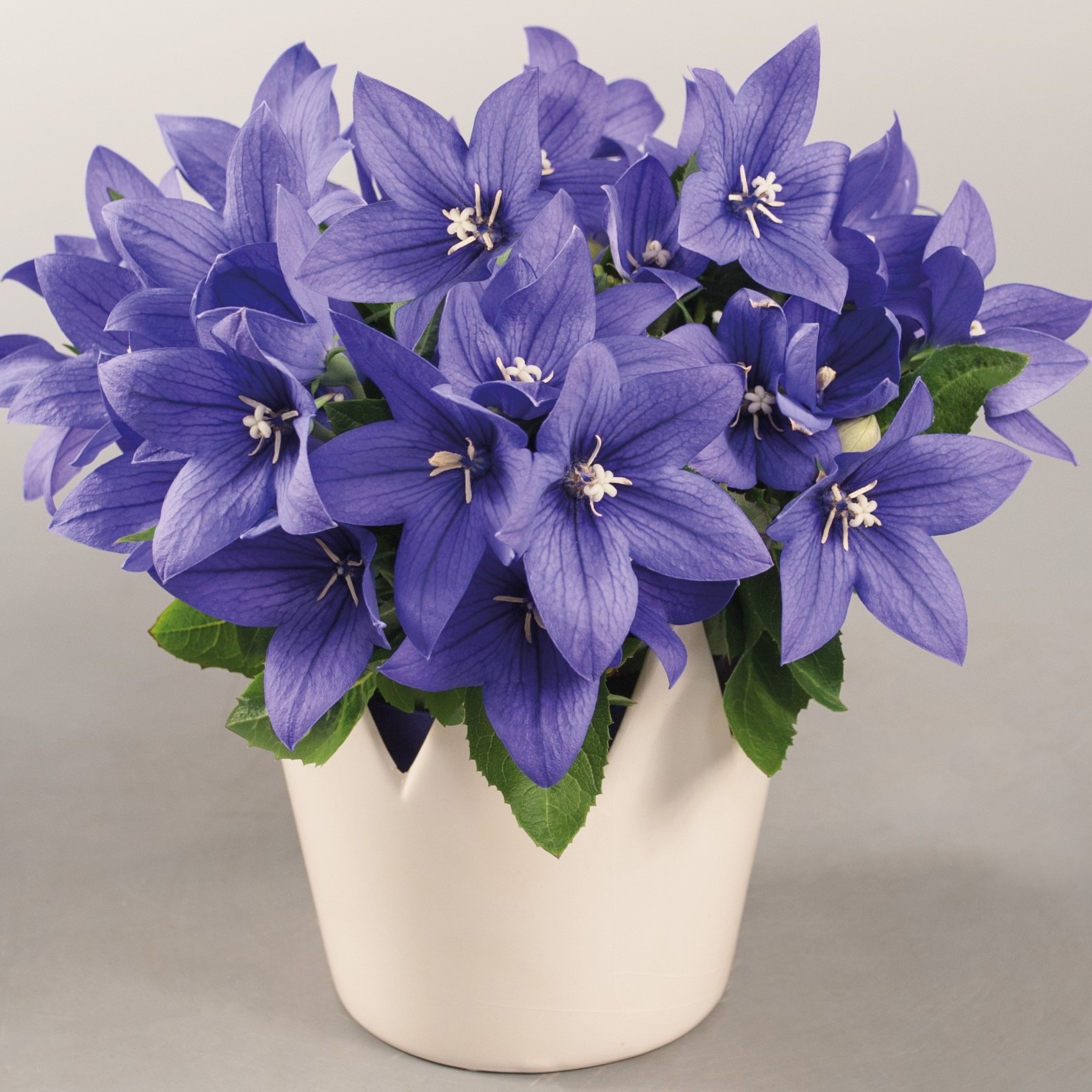 Balloon Flower, Pop Star Blue