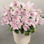 Balloon Flower, Pop Star Pink