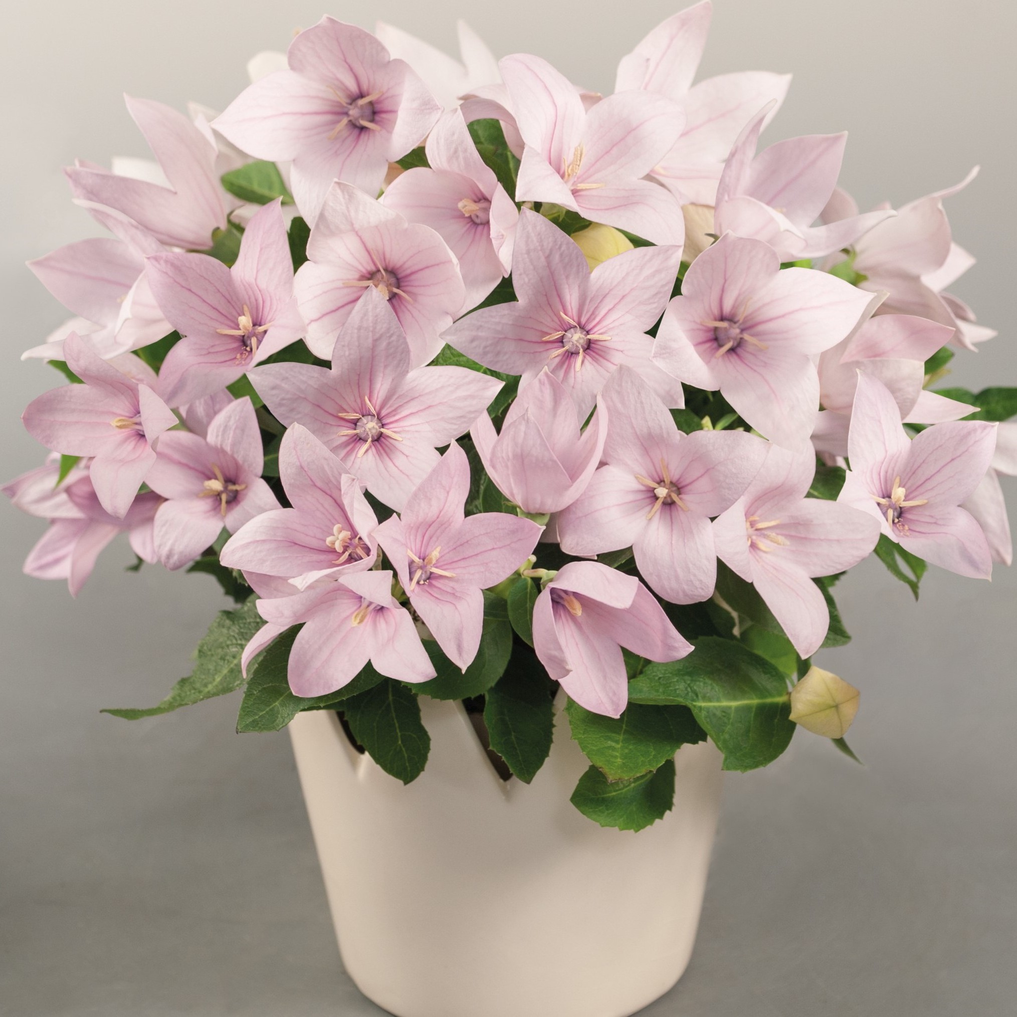 Balloon Flower, Pop Star Pink