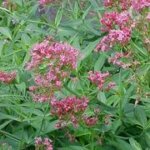 Red Valerian