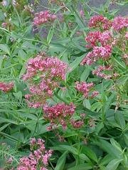 Red Valerian