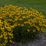 Rudbeckia, American Gold Rush