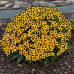Rudbeckia, Little Goldstar