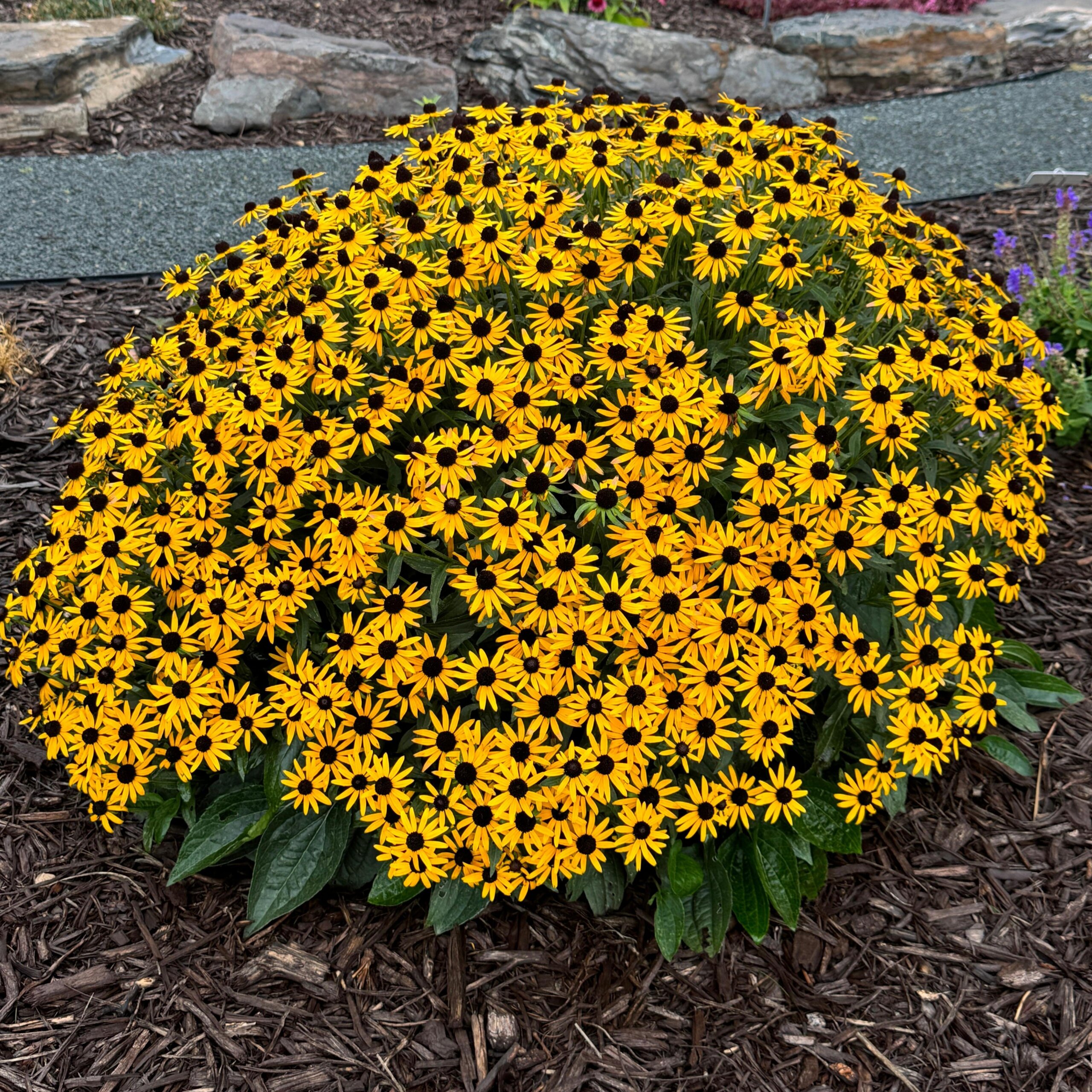 Rudbeckia, Little Goldstar