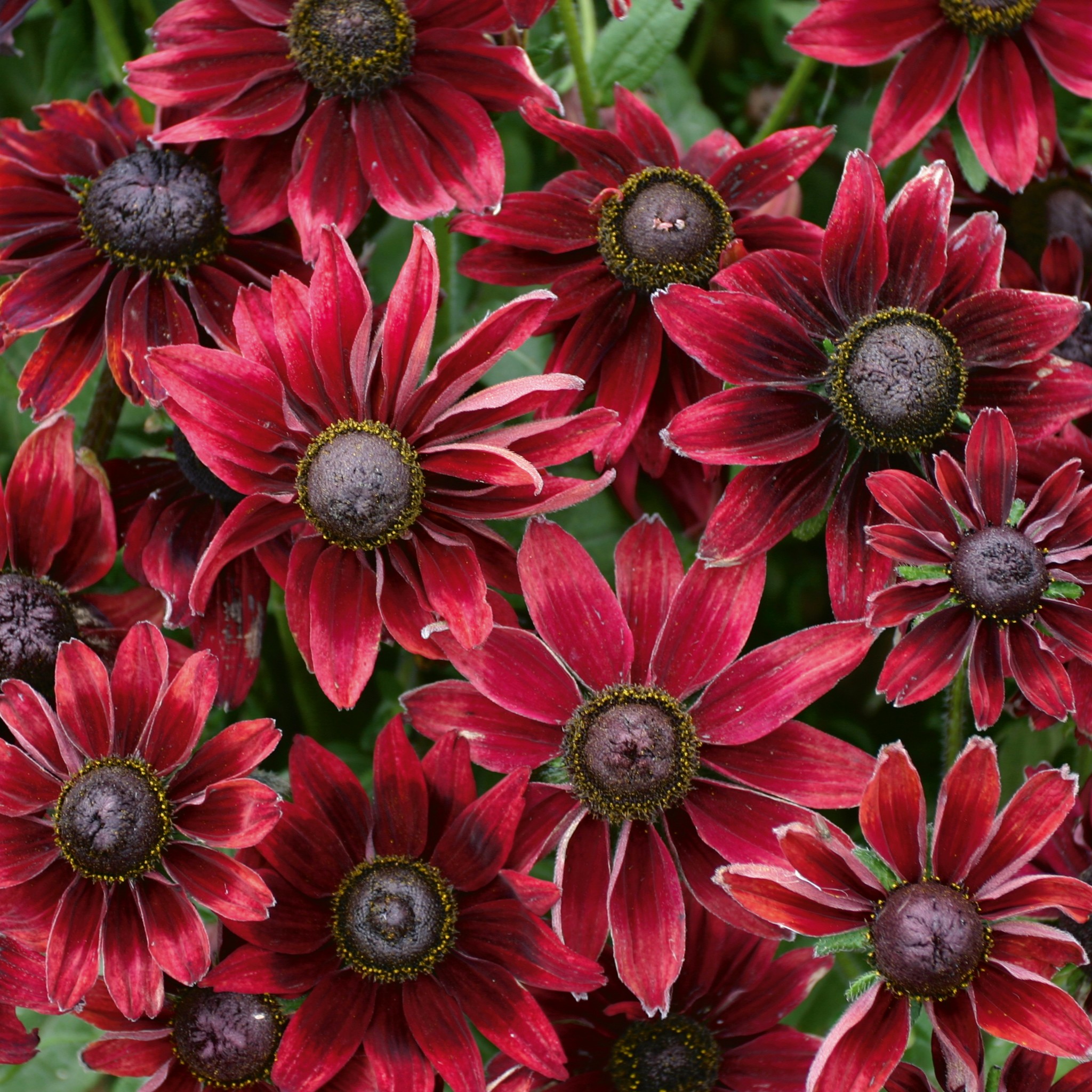 Rudbeckia, Cherry Brandy