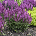 Salvia, Pink Profusion